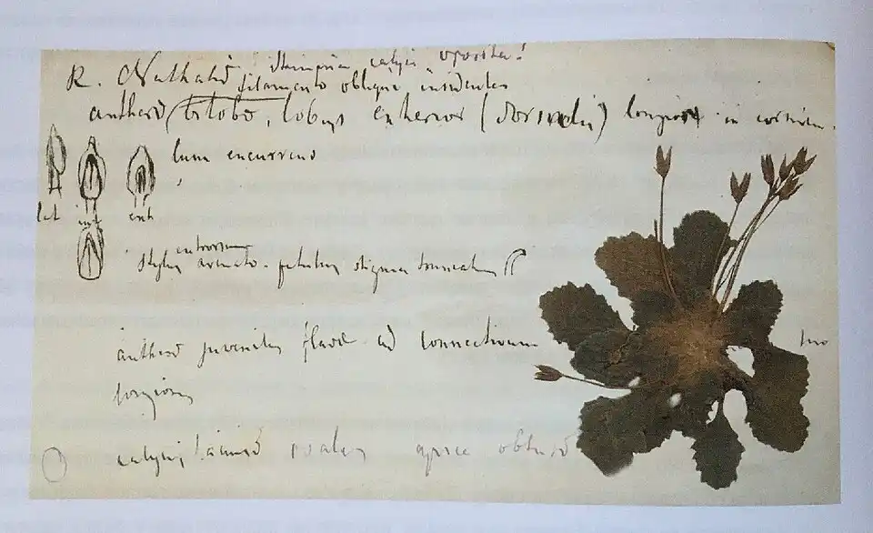 Ramonda nathaliae iz herbarijuma Josifa Pančića